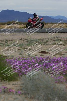 media/Jan-14-2023-SoCal Trackdays (Sat) [[497694156f]]/Turn 14 Exit Bloomig (145pm)/